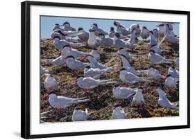 South American Terns (Sterna Hirundinacea) Near Rio Deseado-Michael Nolan-Framed Photographic Print