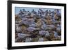 South American Terns (Sterna Hirundinacea) Near Rio Deseado-Michael Nolan-Framed Photographic Print