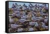 South American Terns (Sterna Hirundinacea) Near Rio Deseado-Michael Nolan-Framed Stretched Canvas