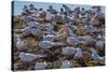 South American Terns (Sterna Hirundinacea) Near Rio Deseado-Michael Nolan-Stretched Canvas