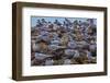 South American Terns (Sterna Hirundinacea) Near Rio Deseado-Michael Nolan-Framed Photographic Print