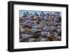 South American Terns (Sterna Hirundinacea) Near Rio Deseado-Michael Nolan-Framed Photographic Print