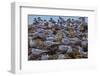 South American Terns (Sterna Hirundinacea) Near Rio Deseado-Michael Nolan-Framed Photographic Print