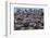 South American Terns (Sterna Hirundinacea) Near Rio Deseado-Michael Nolan-Framed Photographic Print