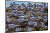 South American Terns (Sterna Hirundinacea) Near Rio Deseado-Michael Nolan-Mounted Photographic Print