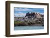 South American Terns (Sterna Hirundinacea) Near Rio Deseado-Michael Nolan-Framed Photographic Print