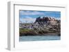 South American Terns (Sterna Hirundinacea) Near Rio Deseado-Michael Nolan-Framed Photographic Print