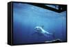 South Australia, Great White Shark, Carcharodon Carcharias-Stuart Westmorland-Framed Stretched Canvas