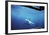 South Australia, Great White Shark, Carcharodon Carcharias-Stuart Westmorland-Framed Photographic Print