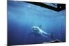 South Australia, Great White Shark, Carcharodon Carcharias-Stuart Westmorland-Mounted Photographic Print