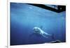 South Australia, Great White Shark, Carcharodon Carcharias-Stuart Westmorland-Framed Photographic Print