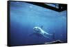 South Australia, Great White Shark, Carcharodon Carcharias-Stuart Westmorland-Framed Stretched Canvas