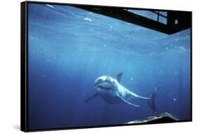 South Australia, Great White Shark, Carcharodon Carcharias-Stuart Westmorland-Framed Stretched Canvas