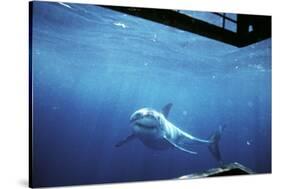 South Australia, Great White Shark, Carcharodon Carcharias-Stuart Westmorland-Stretched Canvas