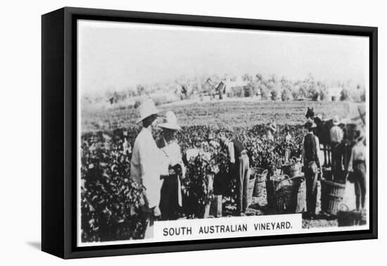 South Australian Vineyard, 1928-null-Framed Stretched Canvas