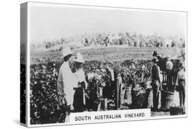 South Australian Vineyard, 1928-null-Stretched Canvas