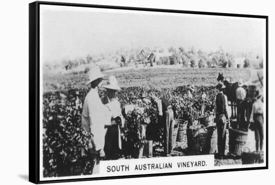 South Australian Vineyard, 1928-null-Framed Stretched Canvas