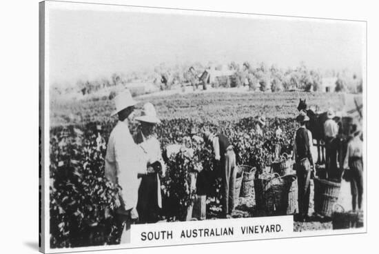 South Australian Vineyard, 1928-null-Stretched Canvas