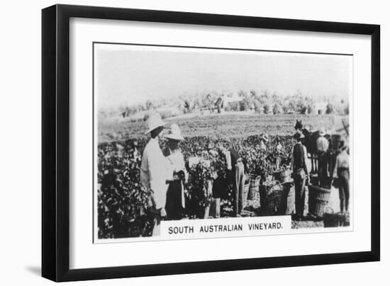 South Australian Vineyard, 1928-null-Framed Giclee Print