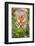 South Cape Town. Protea Flower Close-up-Fred Lord-Framed Photographic Print