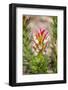 South Cape Town. Protea Flower Close-up-Fred Lord-Framed Photographic Print