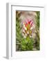 South Cape Town. Protea Flower Close-up-Fred Lord-Framed Photographic Print
