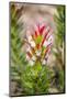 South Cape Town. Protea Flower Close-up-Fred Lord-Mounted Photographic Print