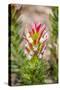 South Cape Town. Protea Flower Close-up-Fred Lord-Stretched Canvas