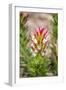 South Cape Town. Protea Flower Close-up-Fred Lord-Framed Photographic Print