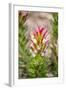 South Cape Town. Protea Flower Close-up-Fred Lord-Framed Photographic Print