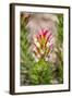 South Cape Town. Protea Flower Close-up-Fred Lord-Framed Photographic Print