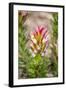 South Cape Town. Protea Flower Close-up-Fred Lord-Framed Photographic Print