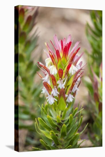 South Cape Town. Protea Flower Close-up-Fred Lord-Stretched Canvas