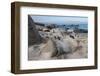 South Cape Town, Simon's Town. African Penguins at Foxy Beach-Cindy Miller Hopkins-Framed Photographic Print