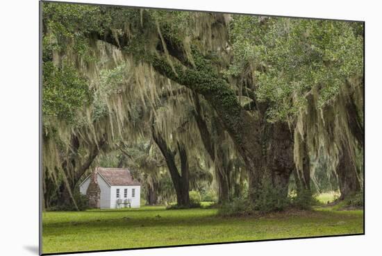 South Carolina, Ace Basin NWR. Spanish Moss on Oak Trees-Don Paulson-Mounted Photographic Print