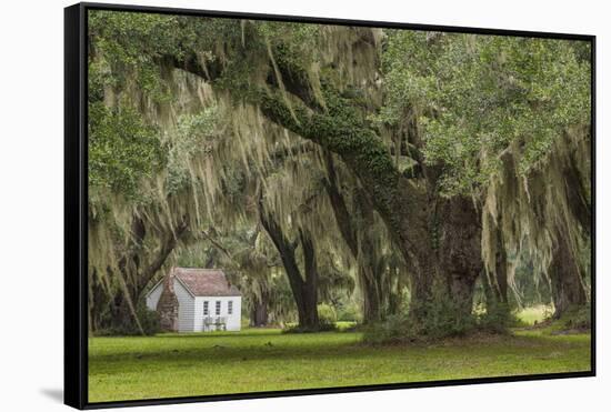 South Carolina, Ace Basin NWR. Spanish Moss on Oak Trees-Don Paulson-Framed Stretched Canvas