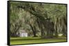 South Carolina, Ace Basin NWR. Spanish Moss on Oak Trees-Don Paulson-Framed Stretched Canvas