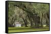 South Carolina, Ace Basin NWR. Spanish Moss on Oak Trees-Don Paulson-Framed Stretched Canvas