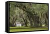 South Carolina, Ace Basin NWR. Spanish Moss on Oak Trees-Don Paulson-Framed Stretched Canvas