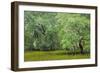 South Carolina, Charleston, Edisto Beach SP. Oak Trees Next to Swamp-Don Paulson-Framed Photographic Print