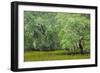 South Carolina, Charleston, Edisto Beach SP. Oak Trees Next to Swamp-Don Paulson-Framed Photographic Print