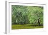 South Carolina, Charleston, Edisto Beach SP. Oak Trees Next to Swamp-Don Paulson-Framed Photographic Print