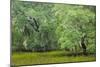 South Carolina, Charleston, Edisto Beach SP. Oak Trees Next to Swamp-Don Paulson-Mounted Photographic Print