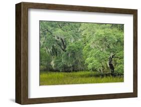 South Carolina, Charleston, Edisto Beach SP. Oak Trees Next to Swamp-Don Paulson-Framed Photographic Print