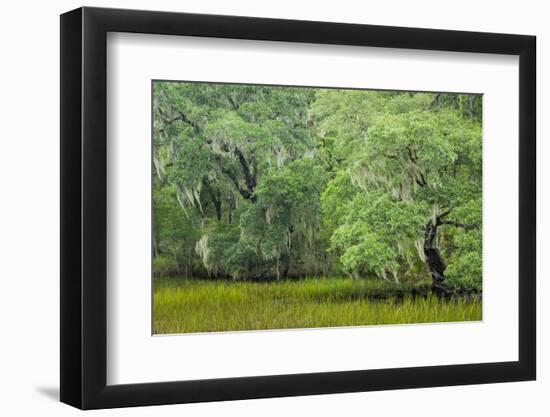 South Carolina, Charleston, Edisto Beach SP. Oak Trees Next to Swamp-Don Paulson-Framed Photographic Print