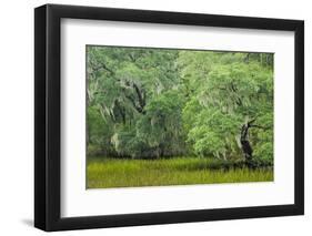 South Carolina, Charleston, Edisto Beach SP. Oak Trees Next to Swamp-Don Paulson-Framed Photographic Print