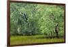 South Carolina, Charleston, Edisto Beach SP. Oak Trees Next to Swamp-Don Paulson-Framed Photographic Print