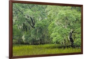 South Carolina, Charleston, Edisto Beach SP. Oak Trees Next to Swamp-Don Paulson-Framed Photographic Print