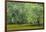 South Carolina, Charleston, Edisto Beach SP. Oak Trees Next to Swamp-Don Paulson-Framed Photographic Print