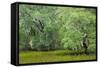 South Carolina, Charleston, Edisto Beach SP. Oak Trees Next to Swamp-Don Paulson-Framed Stretched Canvas